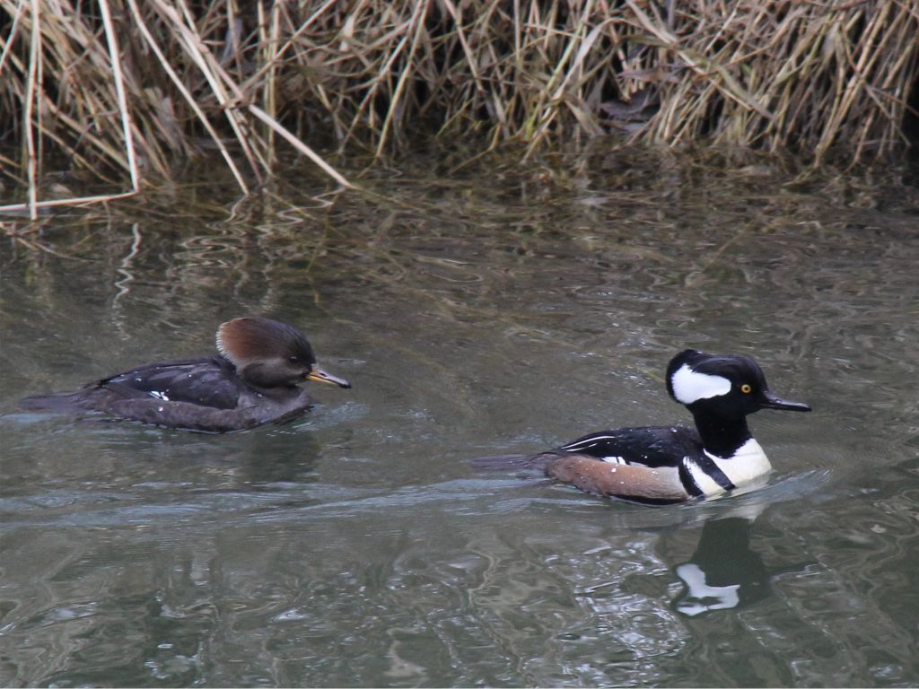 Hooded Mergansers