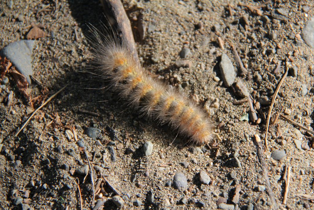 Catepillar