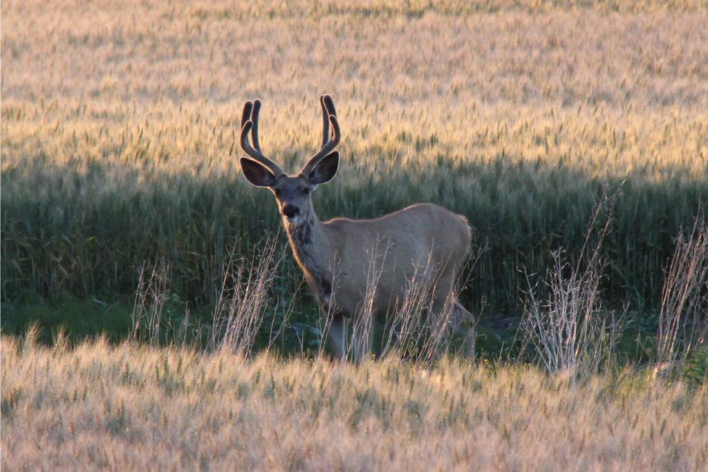 Deer