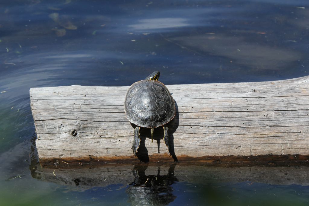 Painted Turtle