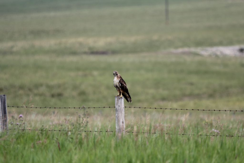 Redtailed Hawk