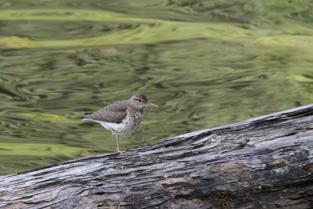 Shore Bird