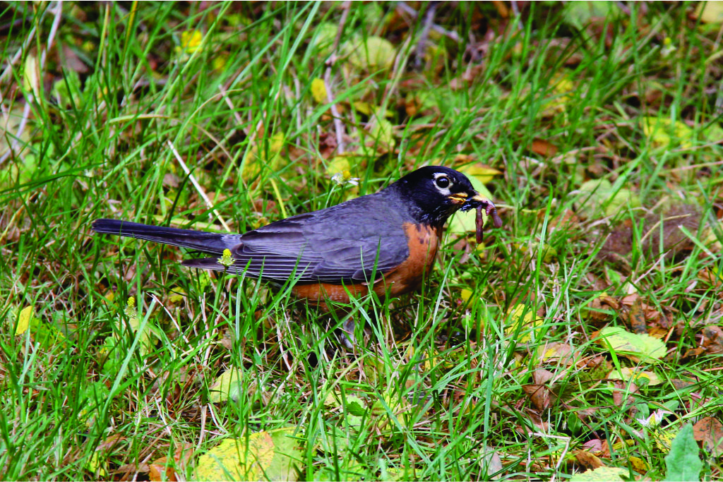 Robin with worm