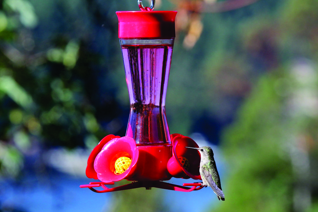 Hummingbird and feeder