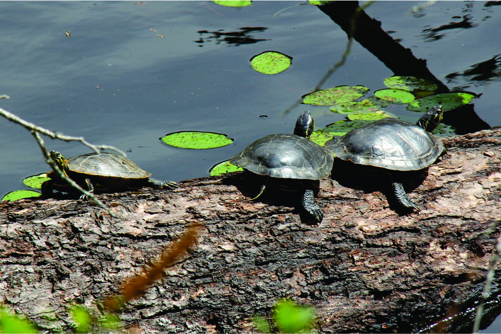 Painted Turtles