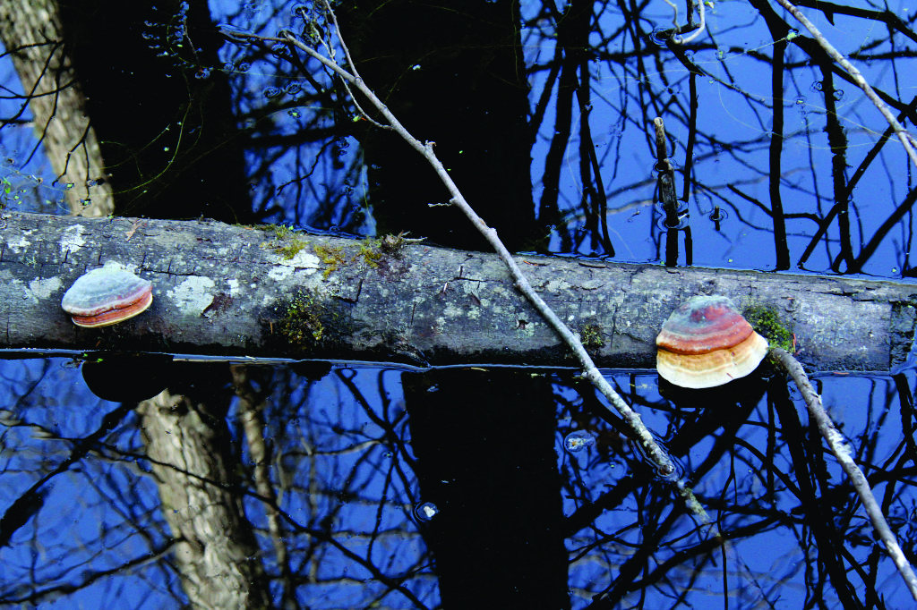 Pond Mushrroms