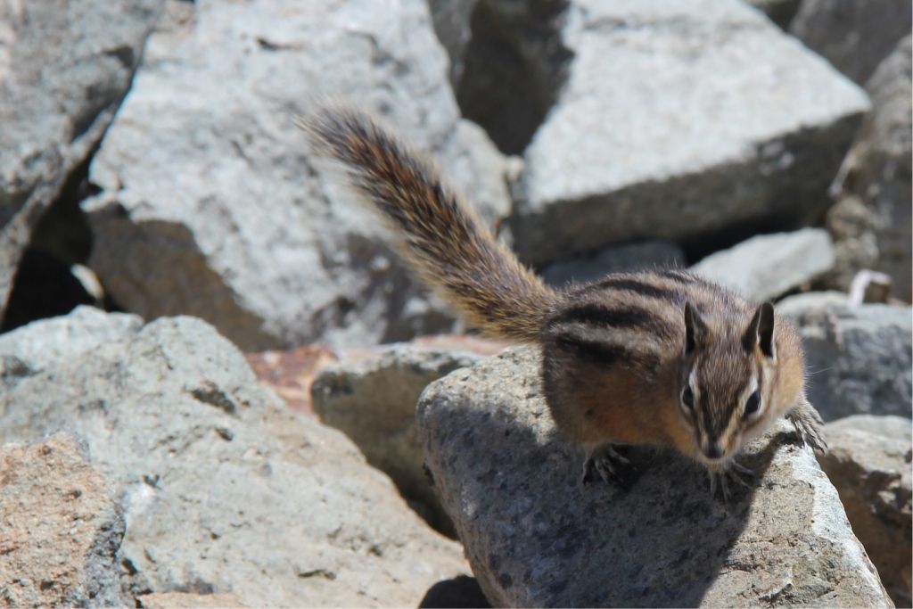 Chipmunk in rocks