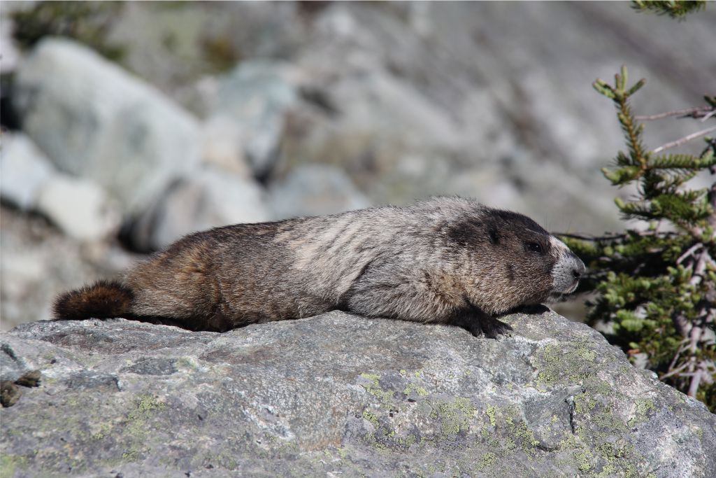 Marmot 1