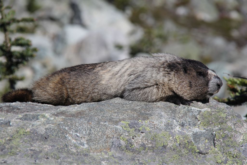 Marmot 2