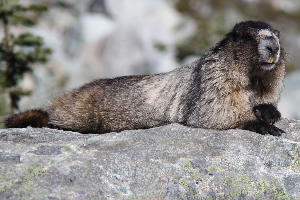 Marmot 3